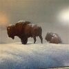 Dahlhart Windberg - Signed/Numbered "The Last Stand" ~ Buffalos - 3