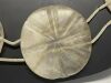 Sand Dollar Necklace Display - 2